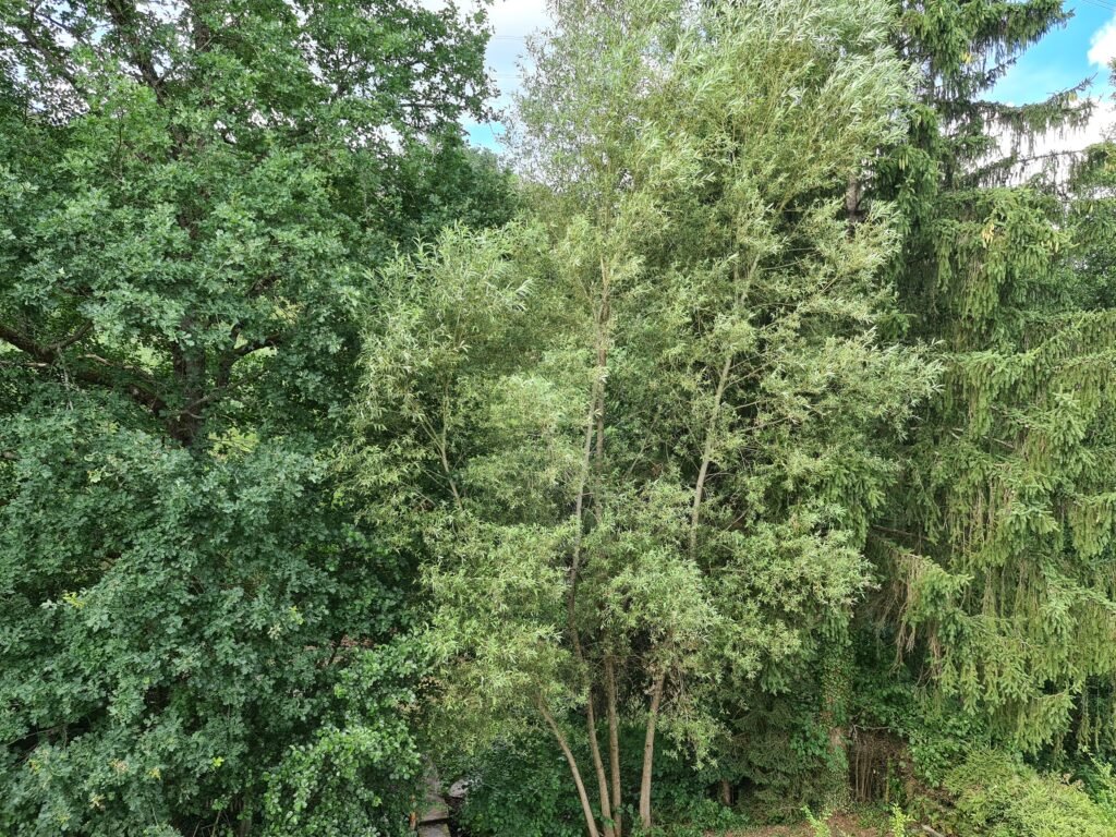 Vue sur la nature et la forêt depuis le Chat'ô Gîte
